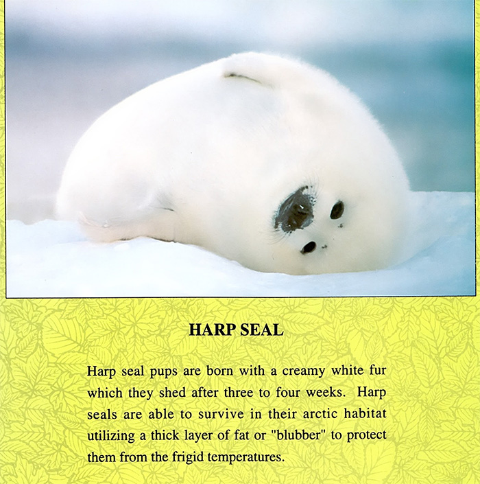 Harp Seal