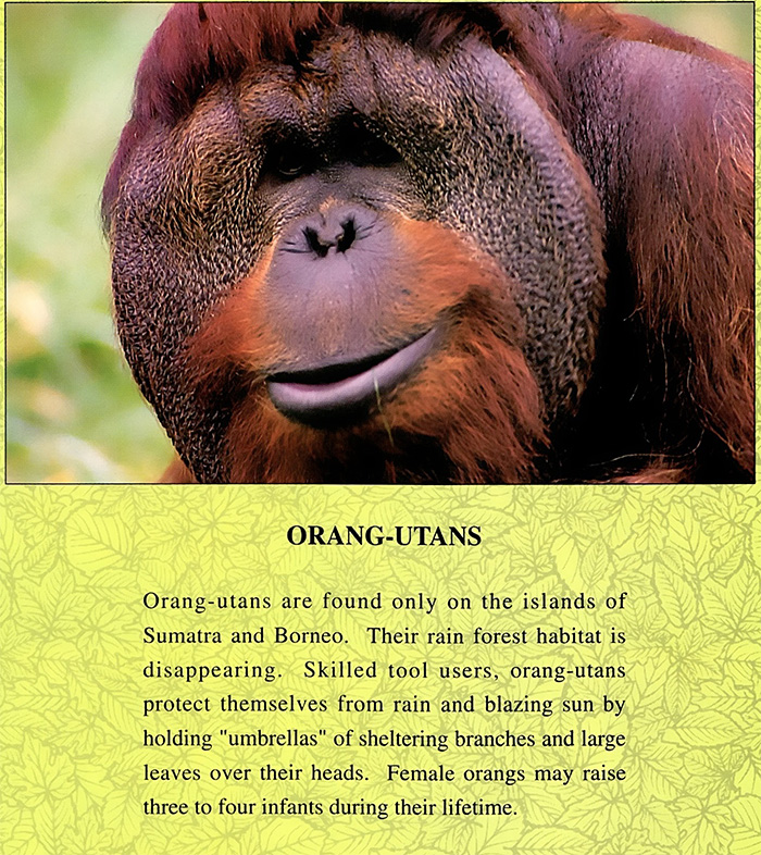 Orangutans